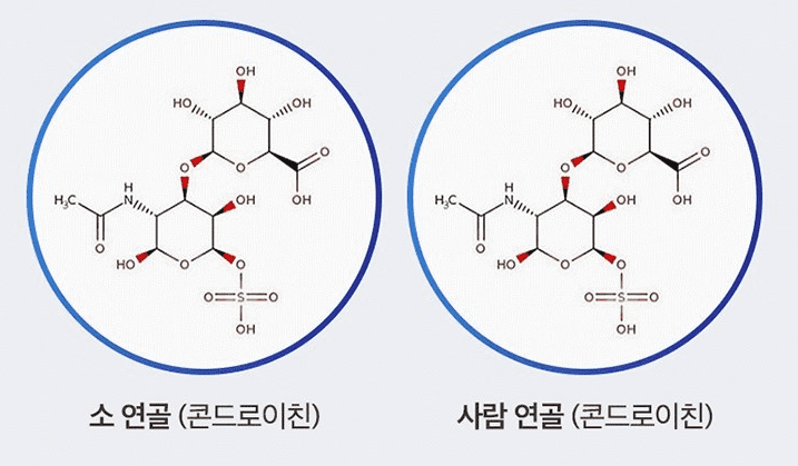 콘드로이친 1200 효능 가격 부작용